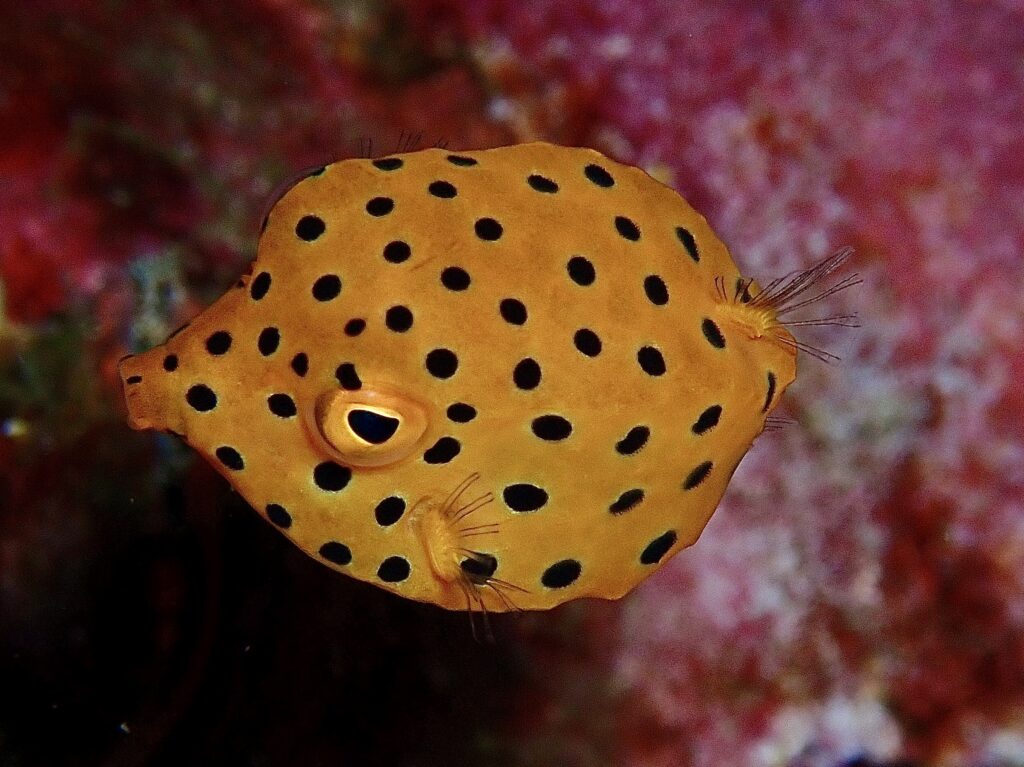Juvenile Yellow Boxfish - Ostracion cubicus - Cleaner Station (N Fripp February 2023)