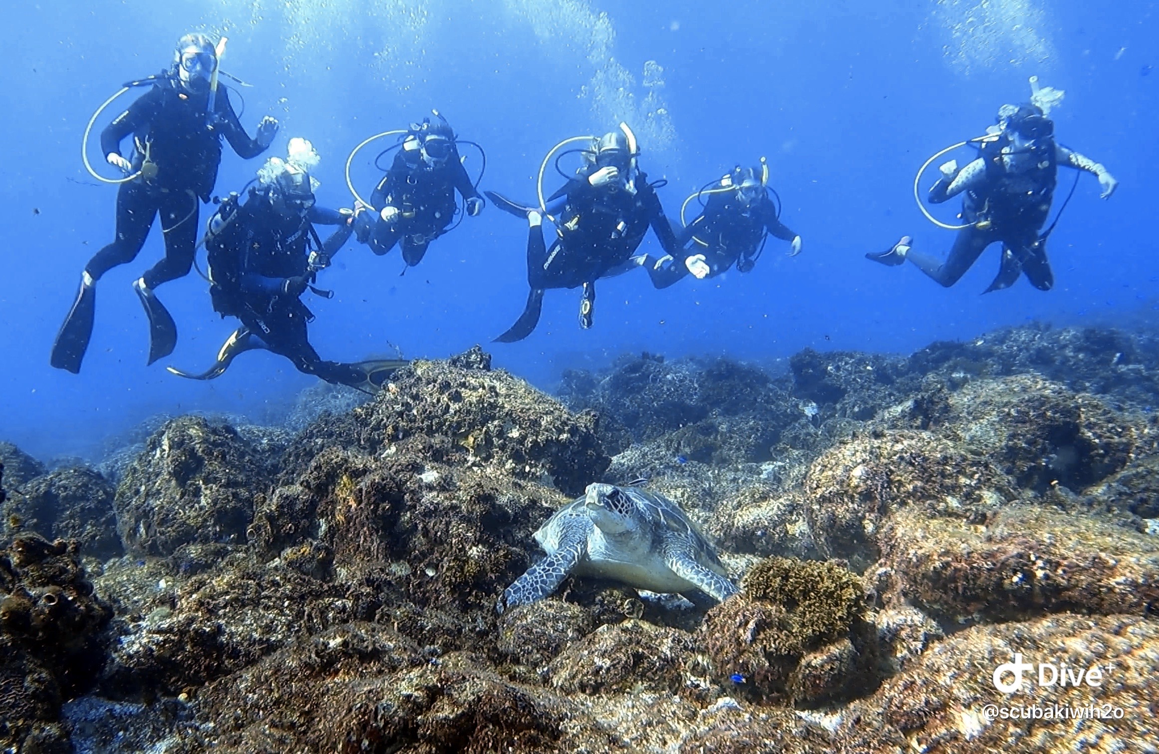 Green Sea Turtle at The Gap with Students (L Devery March 2023)