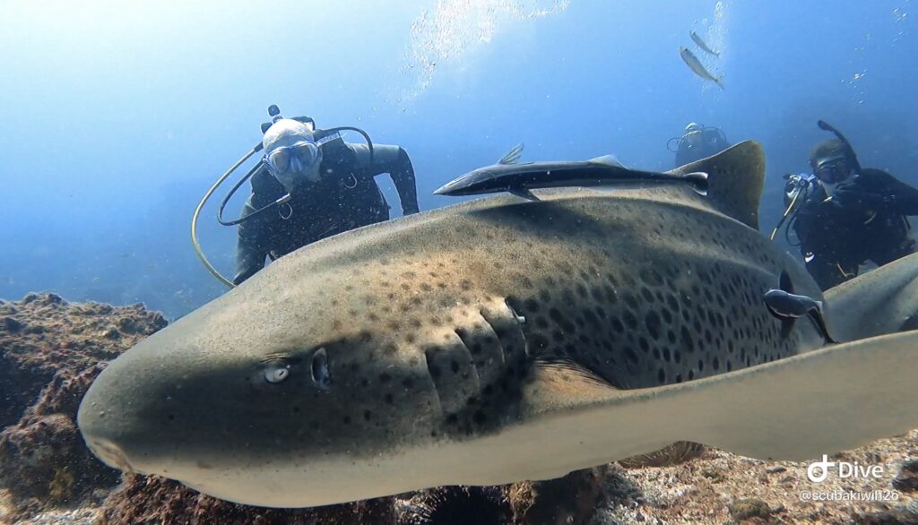 Leopard Shark at South Boulder (L Devery March 2023)