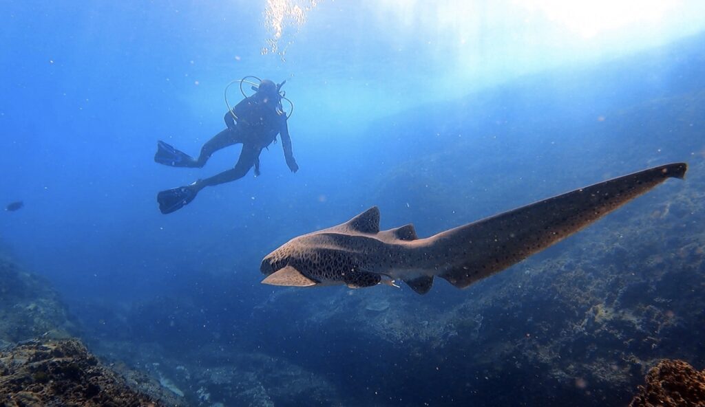 Leopard Shark and Diver The Gantry (L Devery March 2023)