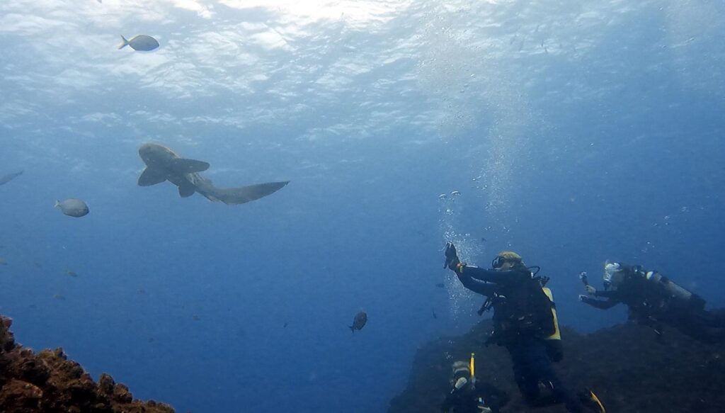 Leopard Shark and Divers at Cleaner Station (L Devery March 2023)