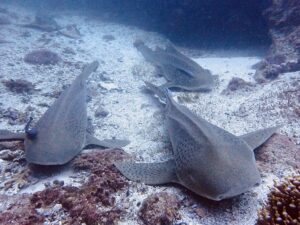29th January 2026 – Leopard Shark Central