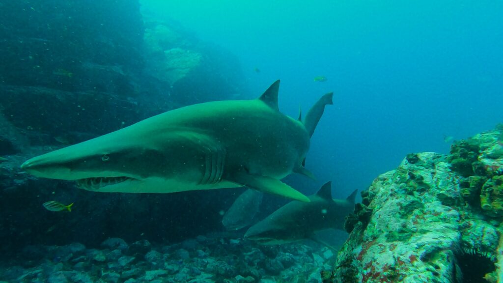 Grey Nurse Shark at Manta Arch (M Davey April 2023)