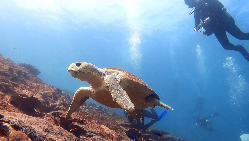 Barney the Loggerhead Turtle at The Gantry (L Devery April 2023)