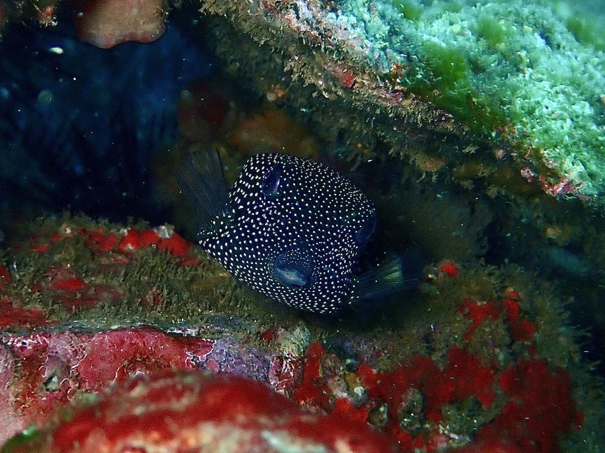 Frippo - Transitional Black Boxfish - Ostracion meleagris - Buchanan's Wall