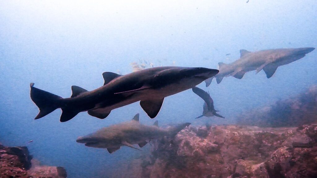 Grey Nurse Sharks in Manta Arch (L Devery April 2023)