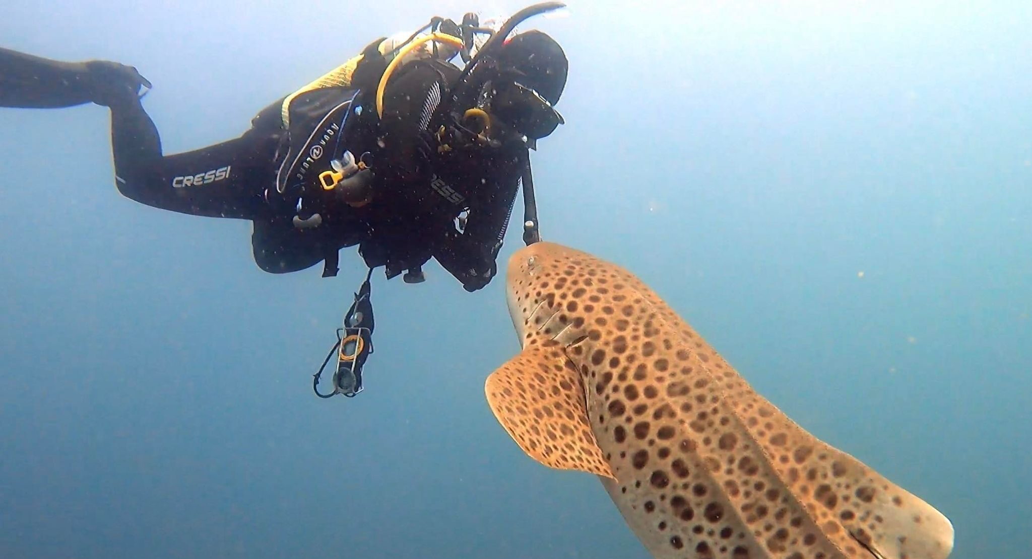 Leopard Shark and Diver cuddle (L Devery April 2023)