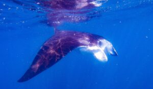 24th JANUARY 2026 – Double Solitary Double Dive