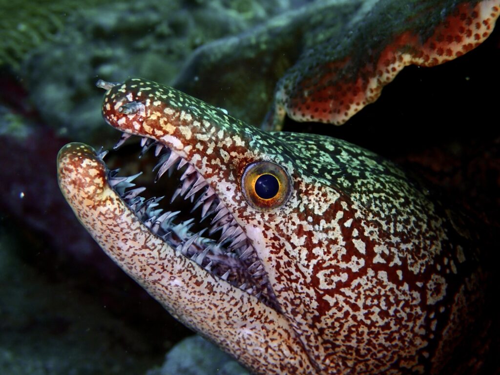 Mosaic Moray - Enchelycore ramosa - 29 Apr 2023