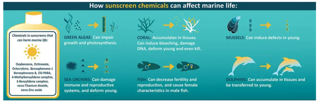 Reef Safe Sunscreen Infographic Transcript: How sunscreen chemicals enter our environment: The sunscreen you apply may not stay on your skin. When we swim or shower, sunscreen may wash off and enter our waterways. How sunscreen chemicals can affect marine life: Green Algae: Can impair growth and photosynthesis. Coral: Accumulates in tissues. Can induce bleaching, damage DNA, deform young, and even kill. Mussels: Can induce defects in young. Sea Urchins: Can damage immune and reproductive systems, and deform young. Fish: Can decrease fertility and reproduction, and cause female characteristics in male fish. Dolphins: Can accumulate in tissue and be transferred to young. Chemicals in some sunscreens that can harm marine life include: Oxybenzone, Benzophenone-1, Benzophenone-8, OD-PABA, 4-Methylbenzylidene camphor, 3-Benzylidene camphor, nano-Titanium dioxide, nano-Zinc oxide, Octinoxate, Octocrylene Here are a few ways to protect ourselves and marine life: Consider sunscreen without chemicals that can harm marine life, seek shade between 10 am & 2 pm, and use Ultraviolet Protection Factor (UPF) sunwear.