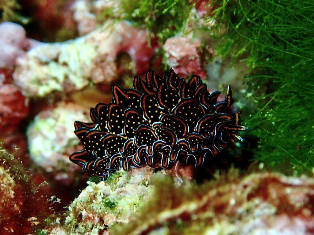 Cyerce Nigricans - Black and Gold Sapsucking Slug - South Boulder at South Solitary (N Fripp May 2023)