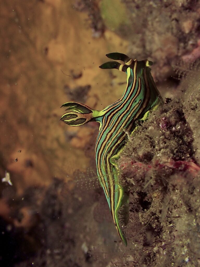 Nudibranch - Tambja victoriae - Cleaner Cave at South Solitary Island (N Fripp May 2023)