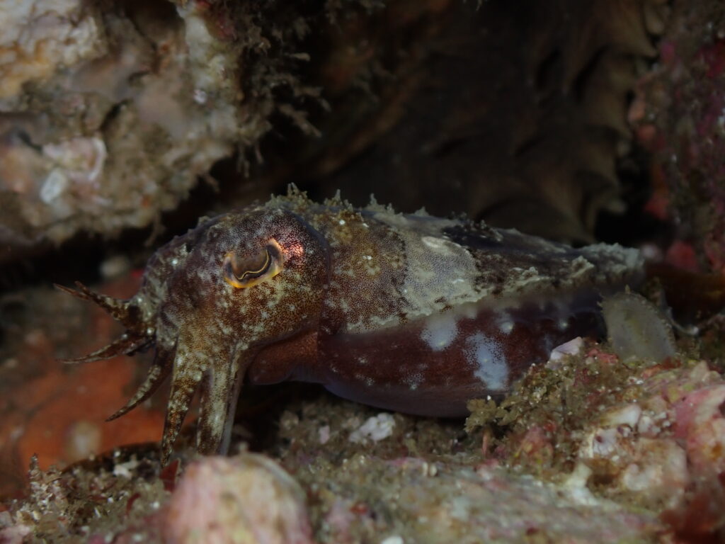 Cuttlefish (June 2023)