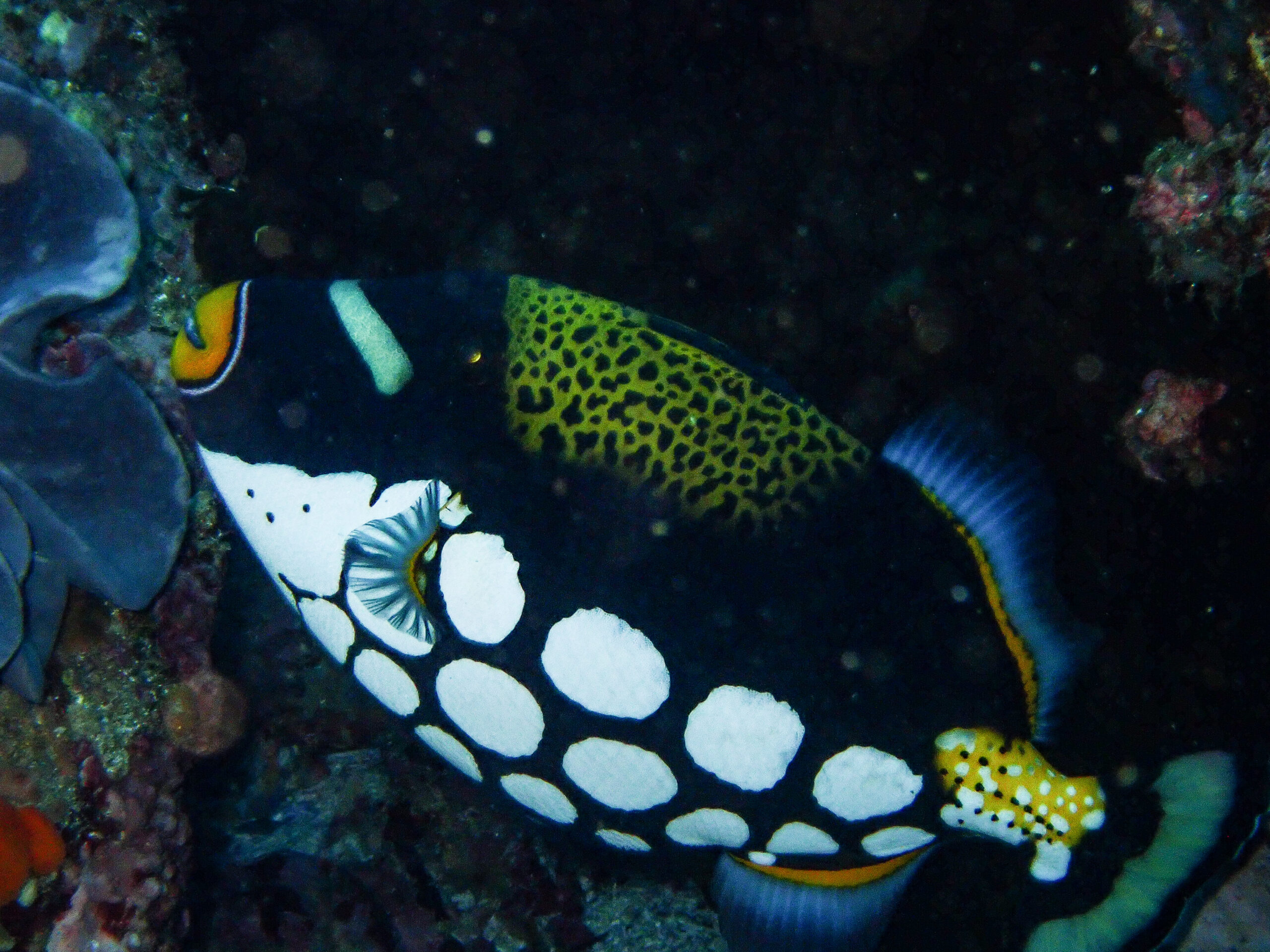 Clown Triggerfish South West Solitary (L Devery June 2023)