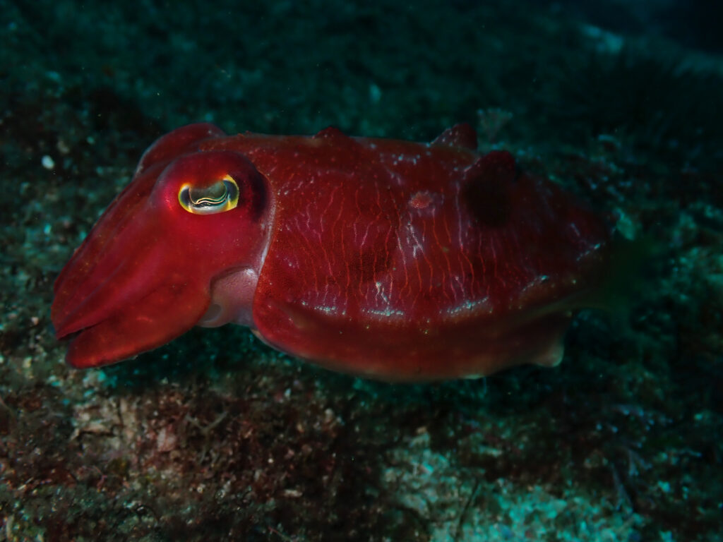 Cuttlefish (J Stangl June 2023)
