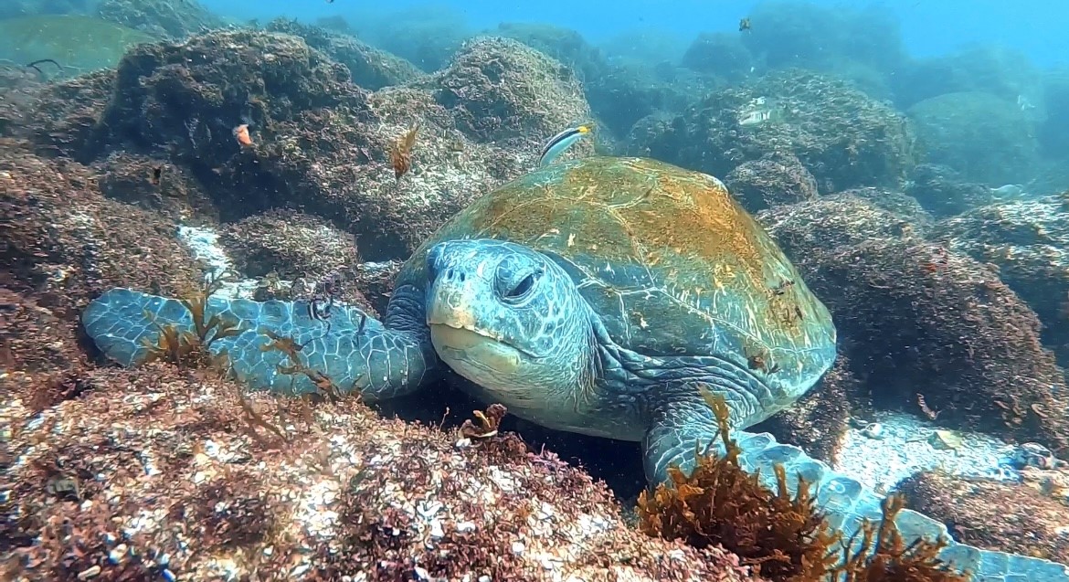 Green Sea Turtle (S Jessop July 2023)