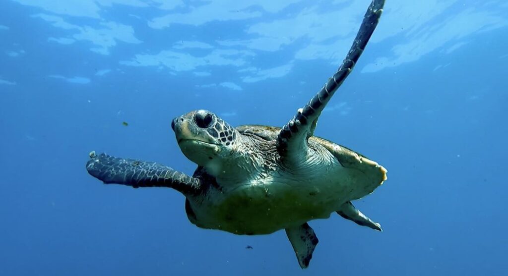 Green Sea Turtle (H Tessarolo July 23)