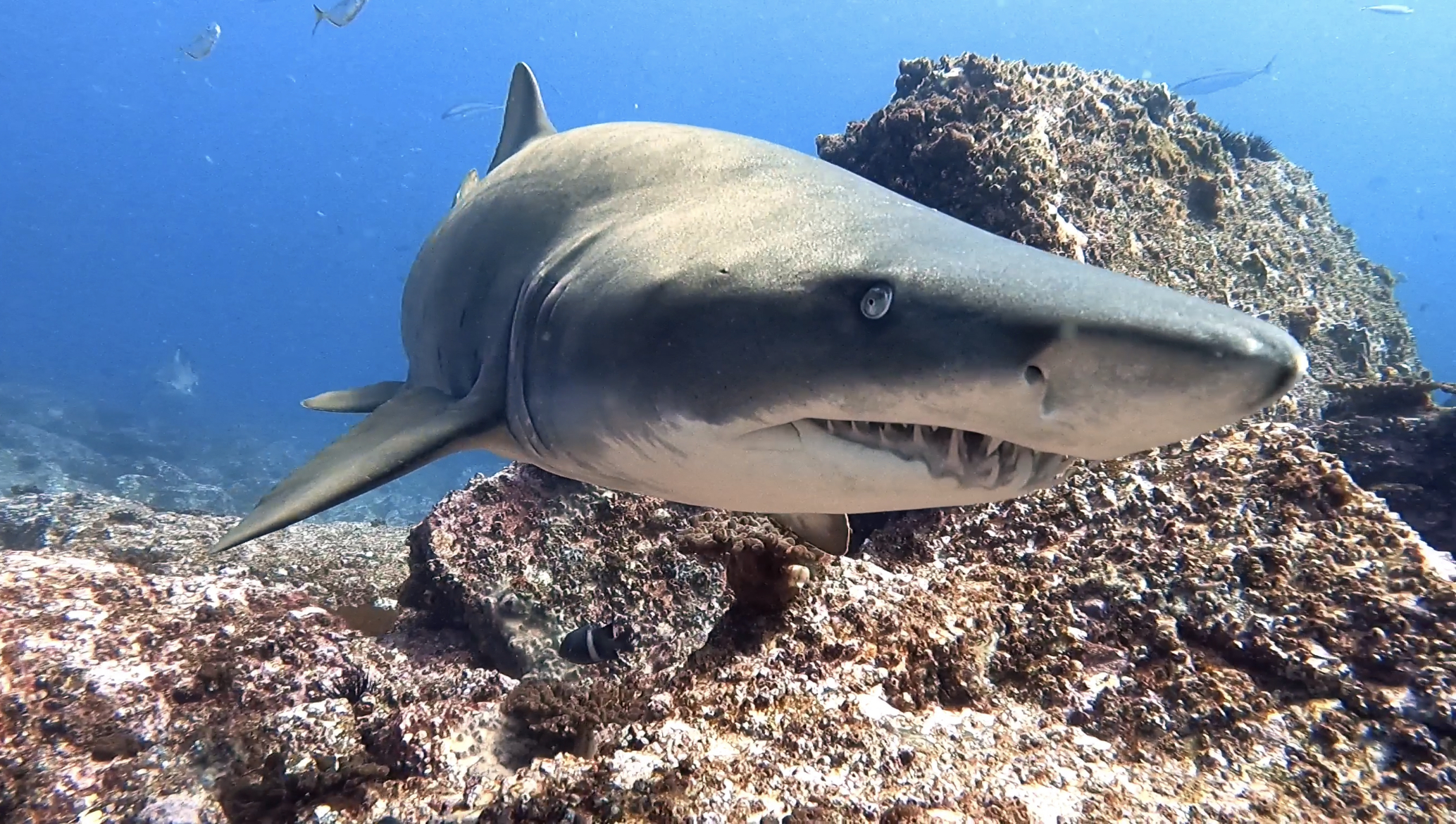 Grey Nurse Shark at Shark Gutter (L Devery August 2023)