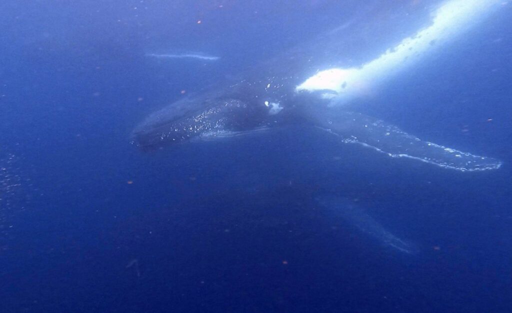 Whale Swim 23rd August 2023