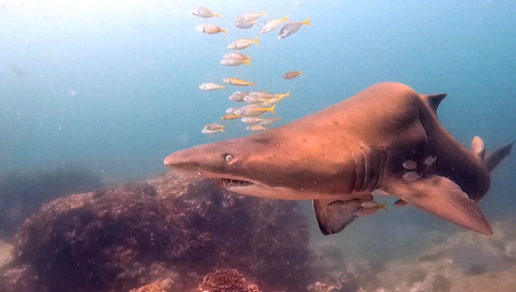 Grey Nurse Shark with Humpback (L Devery August 2023)
