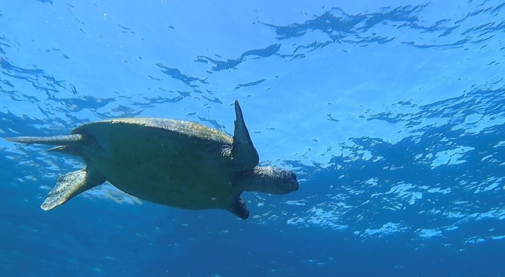 Green Sea Turtle (H Tessarolo August 2023)