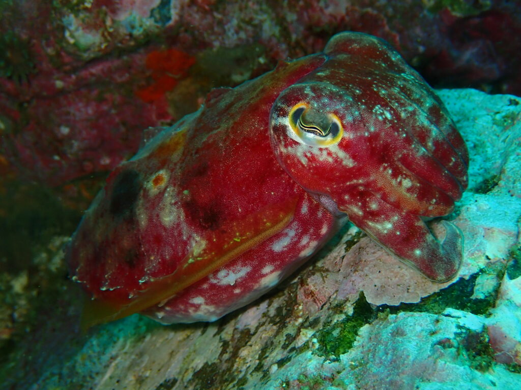 Cuttlefish at South Solitary Island (L Devery September 2023)