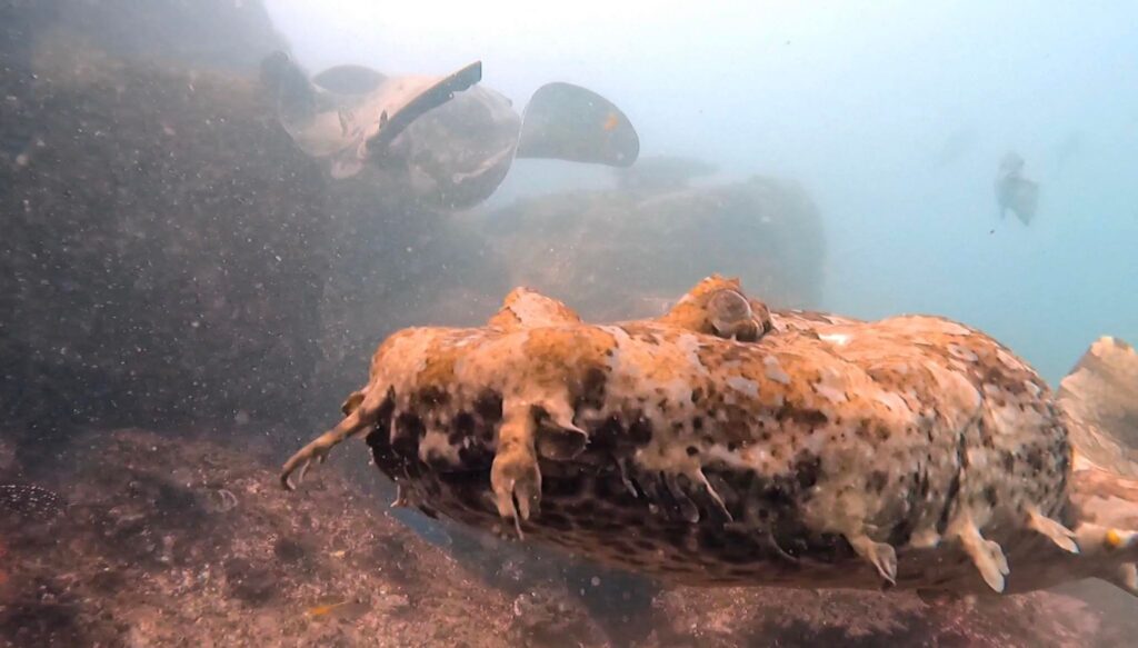 Wobbegong on Boulder Wall South Solitary Island (L Devery 2023)