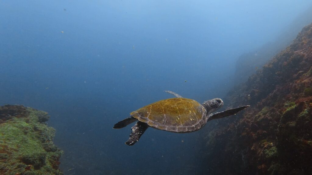 Green Sea Turtle at 5m Rock, The Gantry, SoutH Solitary Island (T Anderson October 2023)