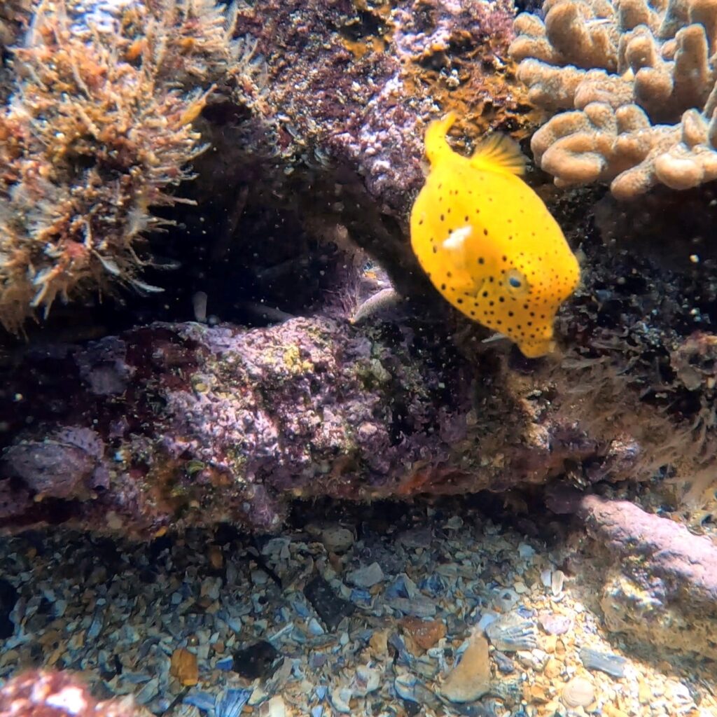 Yellow Box Fish (T Anderson October 2023)