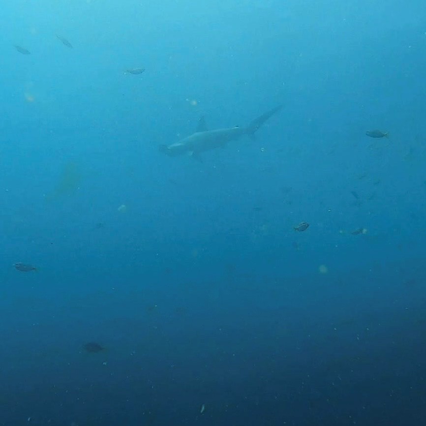 Hammerhead Shark at South Solitary (November 2023)