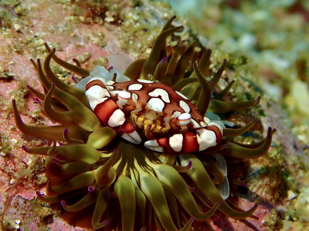 Harlequin Swimming Crab - Lissocarcinus laevis (N Fripp December 2023)