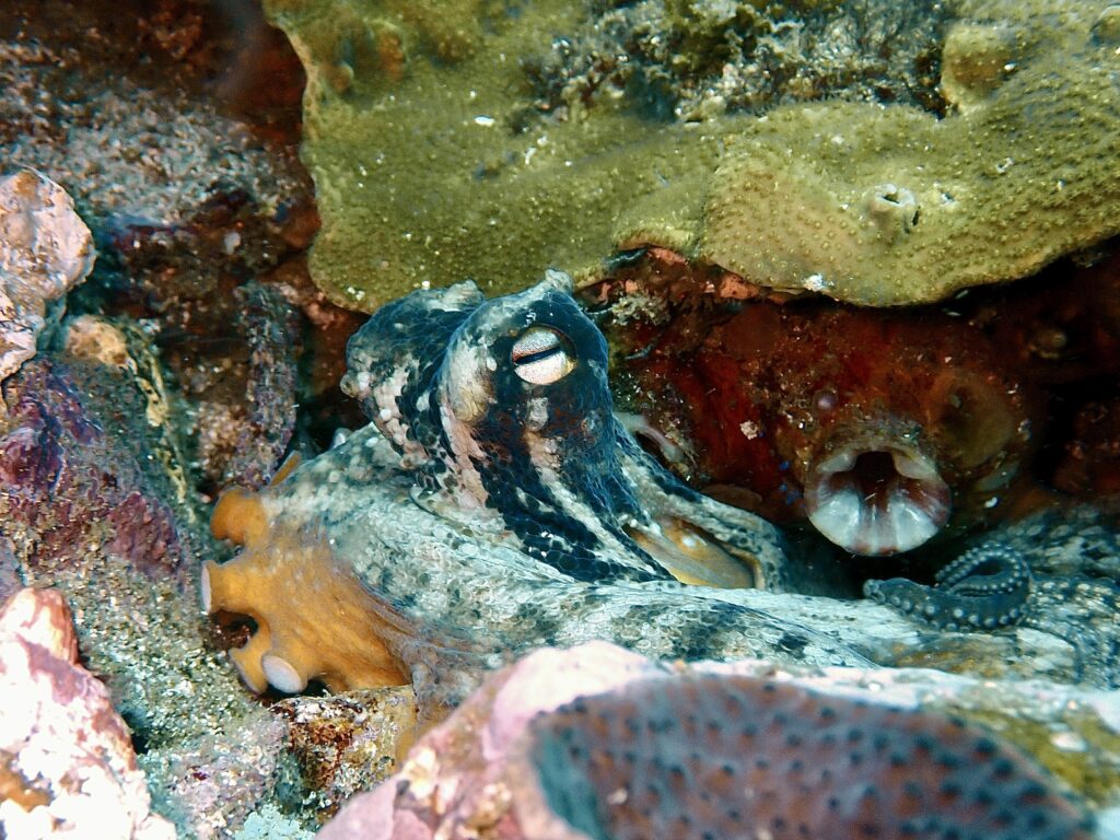 Octopus at Buchanan's Wall, South Solitary Island (N Fripp December 2023)
