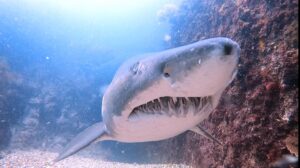 22nd November 2025 – Grey Nurse Sharks up close and personal