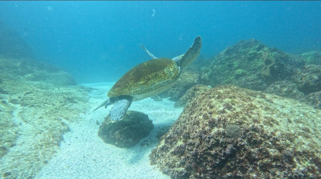 Green Sea Turtle South Solitary Island (A McMurrich Dec 2023)