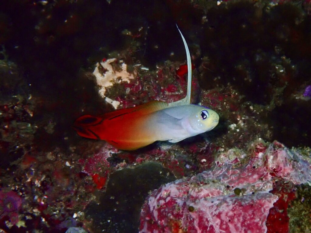 Red Fire Goby - Nemateleotris magnifica - Cable Trail, South Solitary Island (N Fripp January 2024)