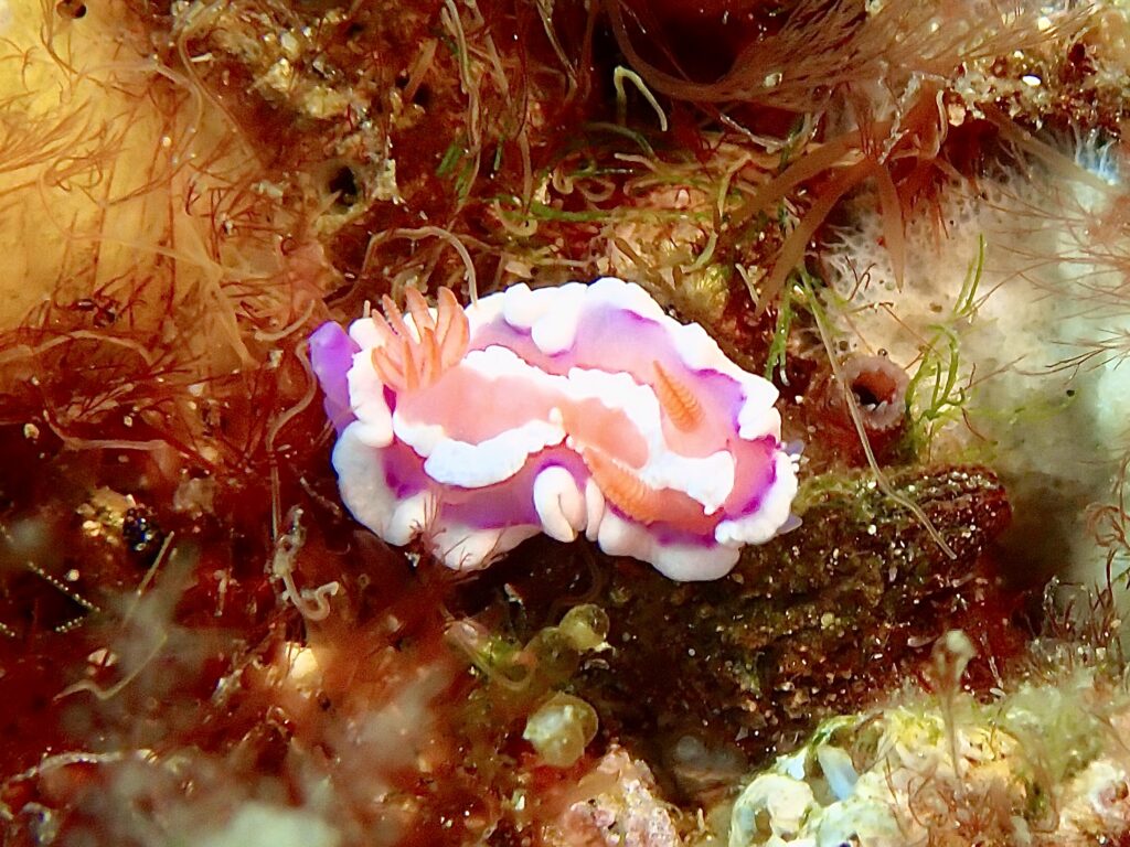 Nudibranch - Verconia alboannulata - Coral Gardens at South West Solitary (N Fripp January 2024)