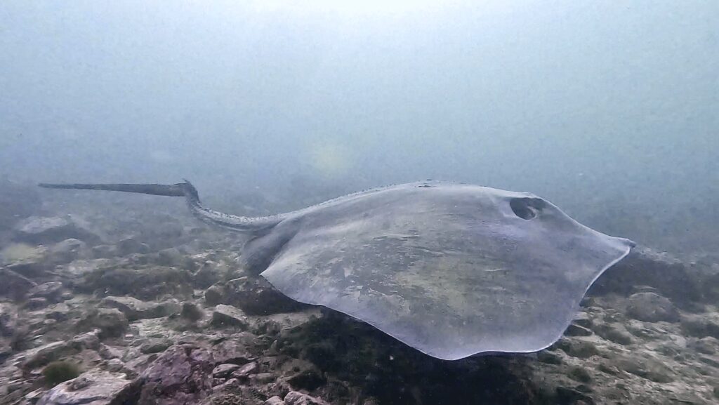 Ray - Giant Stingray - Five Metre Rock at South Solitary Island (N Fripp January 2024)