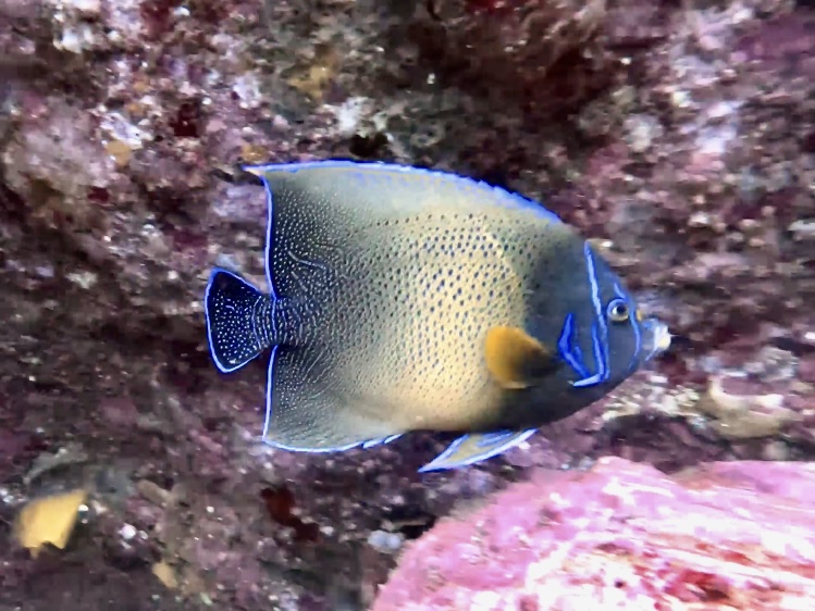 Semicircle Angelfish - Pomacanthus Semicirculatus - Cleaner Station, South Solitary Island (N Fripp January 2024)