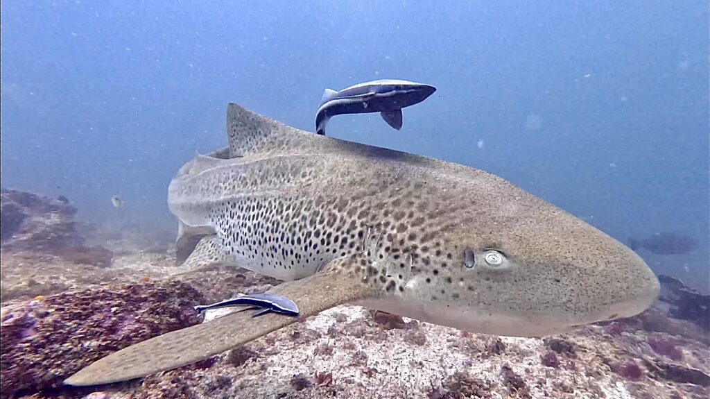 Leopard Shark - Stegostoma fasciatum - The Gap at South Solitary Island (N Fripp January 2024)