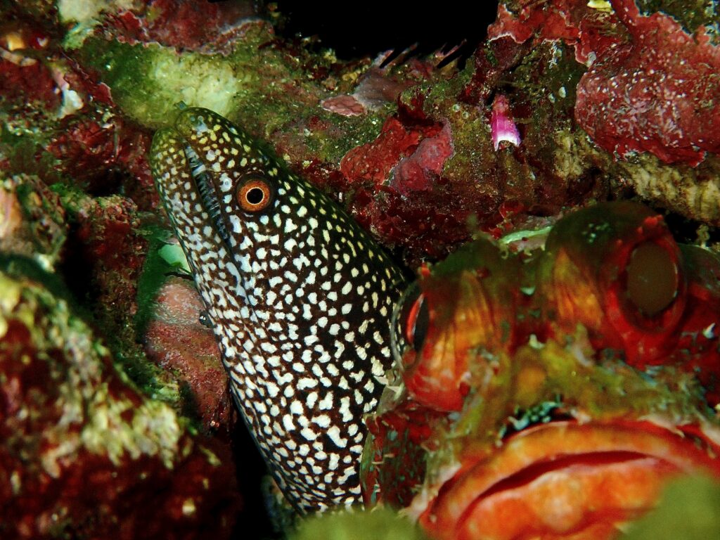 Abbotts Moray and Red Rock Cod - Gantry at South Solitary Island (N Fripp January 2024)