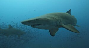 26th April 2026 – Sunday Scuba Spectacular