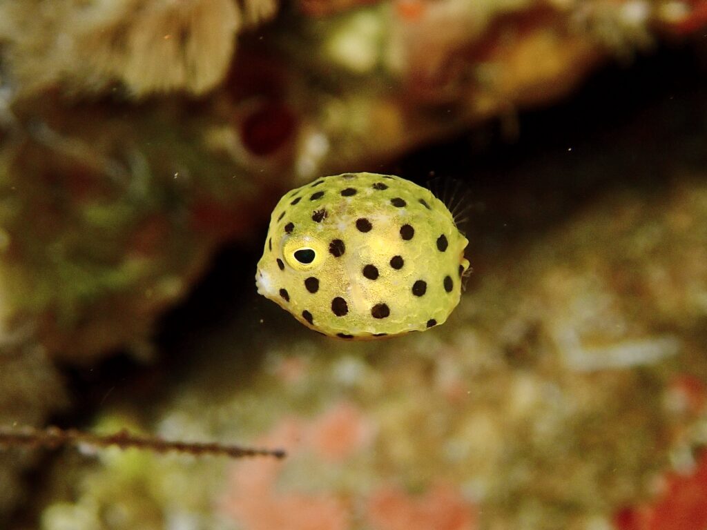 Yellow Boxfish - Ostracion cubicus - Cleaner Cave - 240219