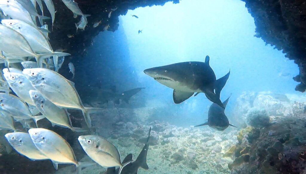 Grey Nurse Shark in Manta Arch, South Solitary Island (L Devery 2024)