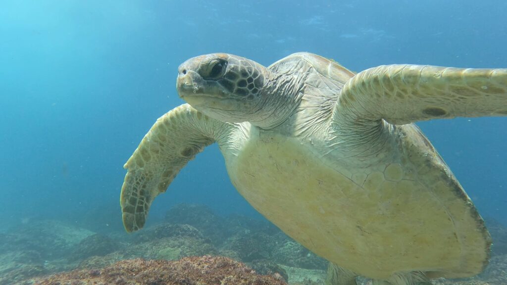 Green Turtle in the Gap at South Solitary Island (T Anderson Feb 2024)