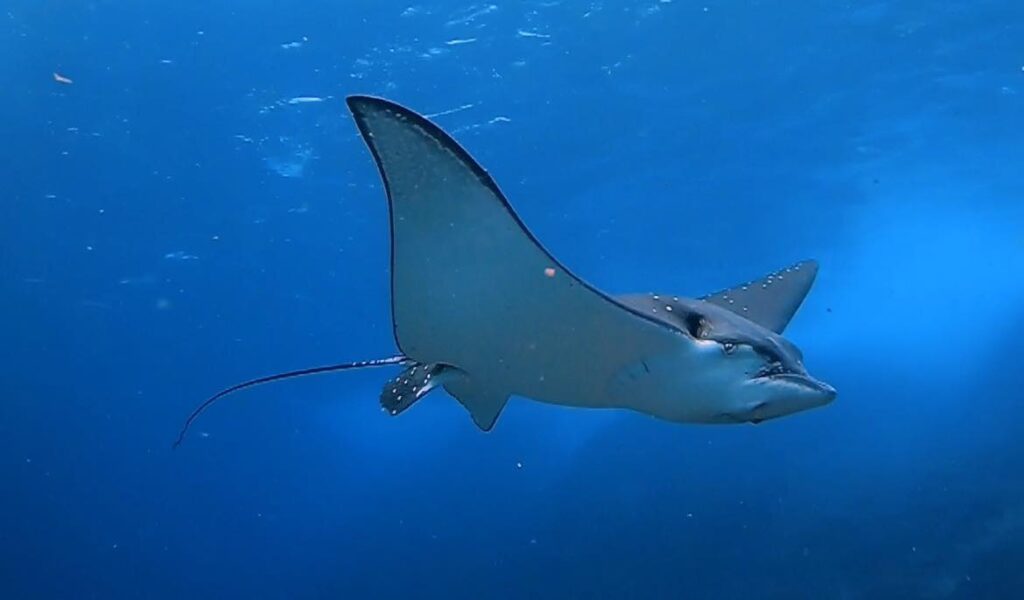 Eagle Ray at The Gap, South Solitary Island (L Devery March 2024)