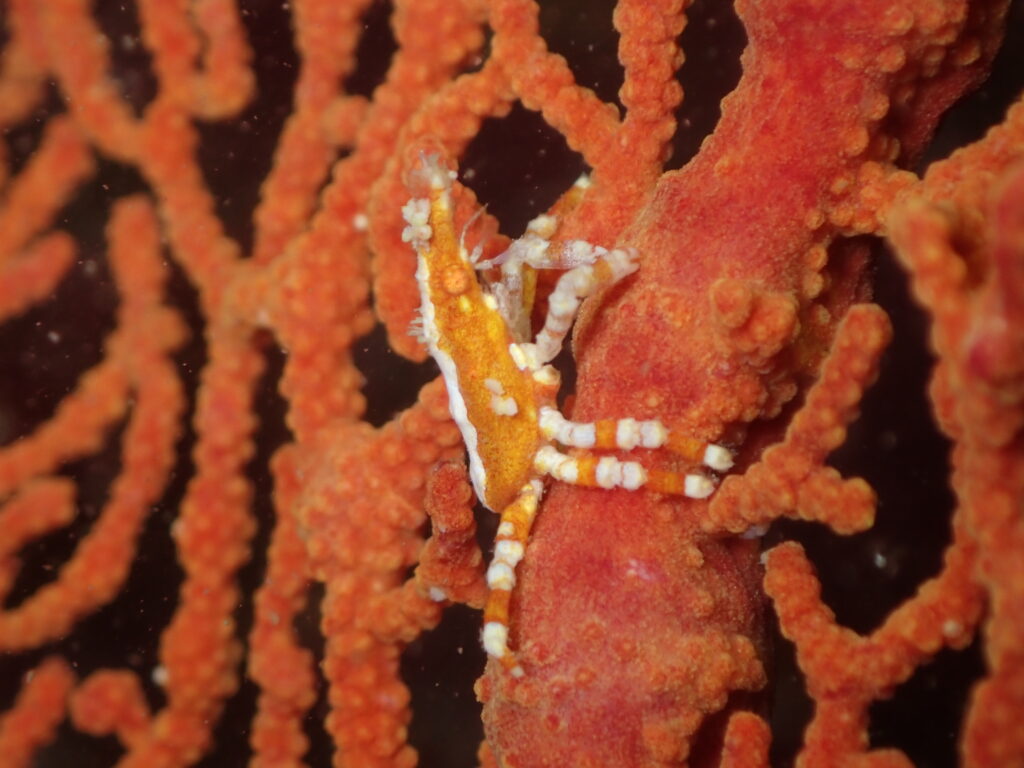 Depressed Spider Crab - Xenocarcinus depressus - Buchanans Wall at South Solitary Island (N Fripp March 2024)