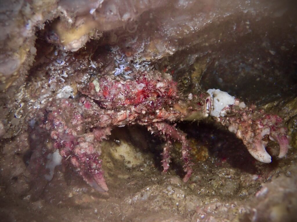 UNK Crab - SUBORD Pleocyemata - Elbow Cave (N Fripp March 2024)