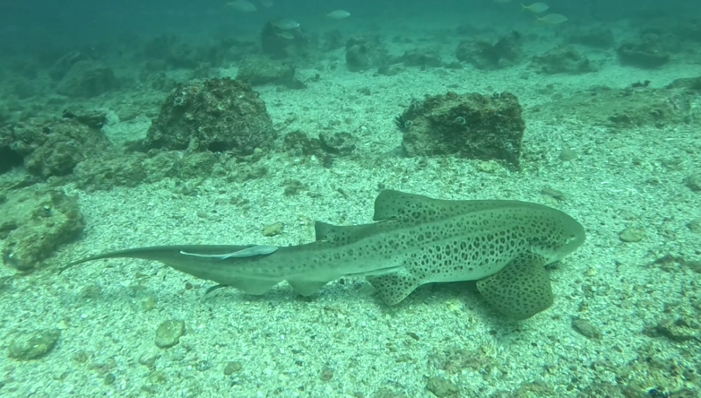Leopard Shark at South Solitary Island