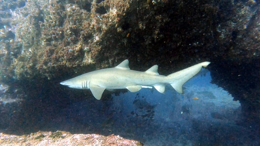 Grey Nurse Shark in Manta Arch (T Anderson June 2024)