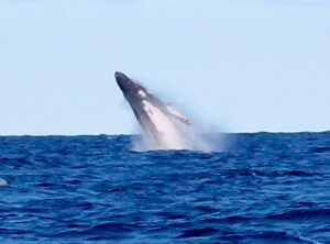 9th June 2024- Whale Watching starts with a Bang!